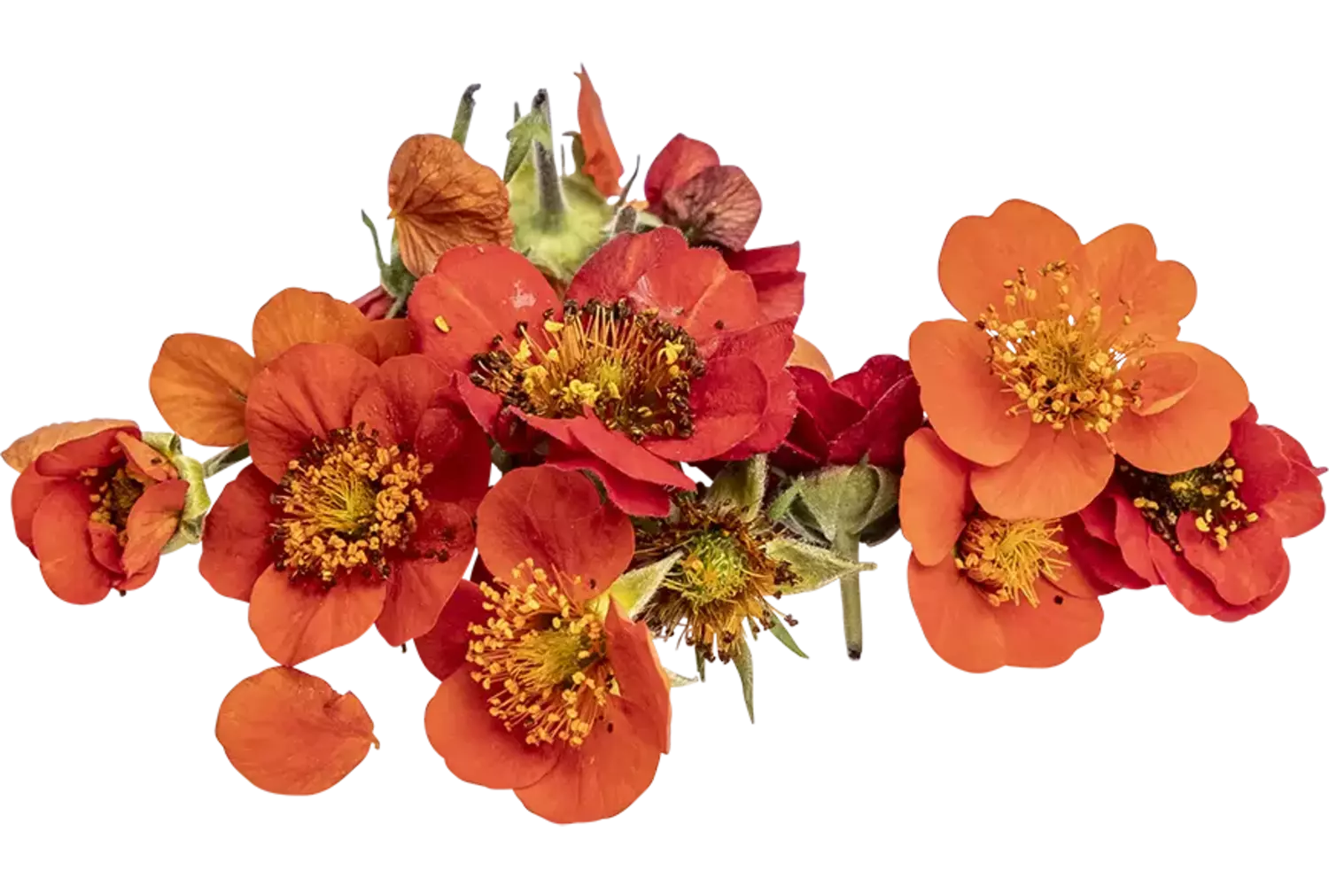 Eetbare bloem Nagelkruid oranje 10st stuk 1